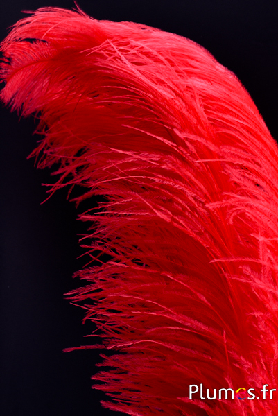 Struisvogel - 60-65 cm - rood